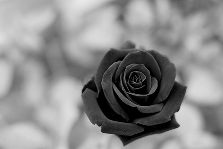 树黑白简笔画摄影照片_夏天黑白玫瑰花自然风景摄影图