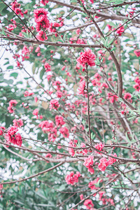 春天鲜花桃花桃花树摄影图