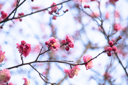 性孔梅花摄影照片_冬天梅花花朵粉色自然风景摄影图