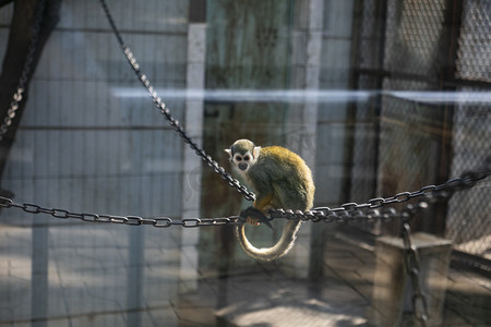 动物园里动物们常见动物摄影图