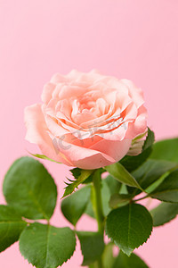 清新粉色玫瑰花摄影图