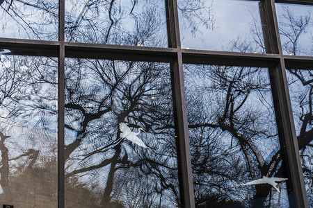 玻璃窗上的树木倒影投影摄影配图