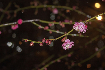 冬日梅花摄影照片_夜间红色梅花摄影图