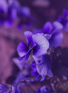 蓝紫色光条摄影照片_紫色花朵摄影图