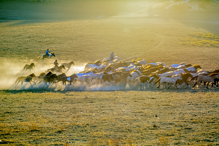草地马匹奔跑摄影图