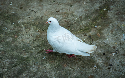 鸽子摄影图摄影照片_动物园白色鸽子摄影图