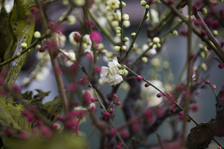 冬至梅花摄影照片_杭州植物园风景白梅红梅枝条摄影图