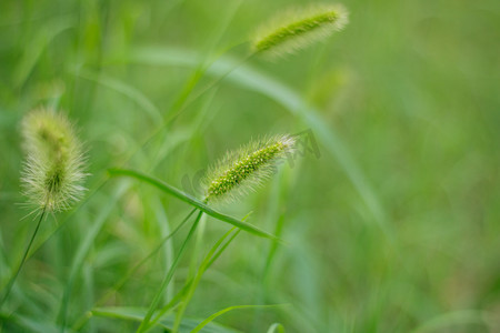 狗尾巴草植物摄影图