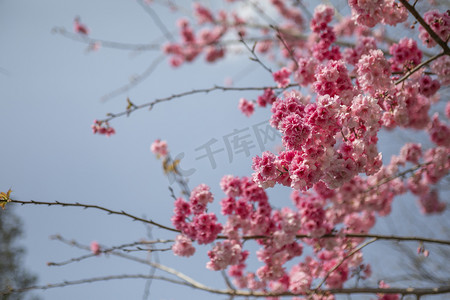 繁花摄影照片_春天桃花朵朵繁花盛开摄影图