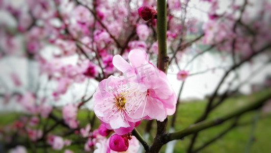 桃花风景摄影图