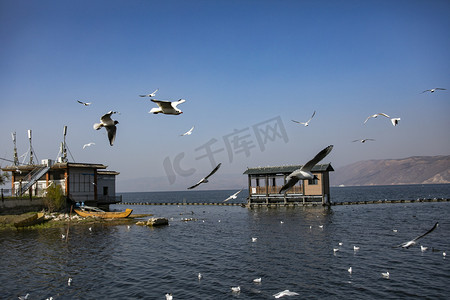 海景海边海鸟自然风景摄影图