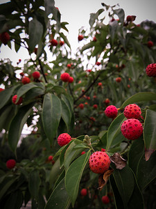 秋季果实红果摄影图