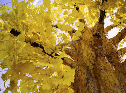 自然黄色摄影照片_初秋黄金树叶树木自然风景摄影图