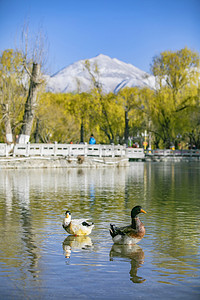 湖水中野鸭摄影图