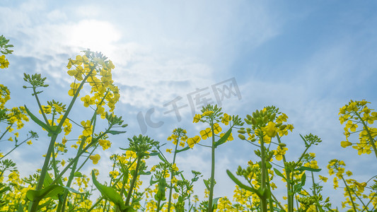 春天逆光油菜花摄影图