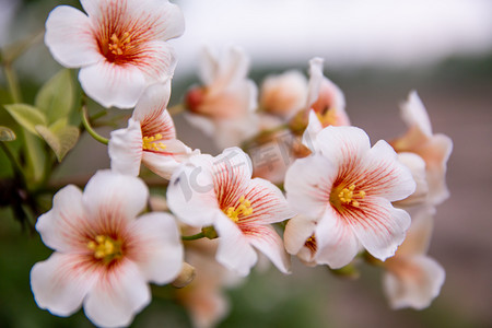 花朵摄影照片_田野里的花朵摄影图