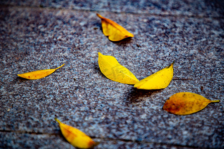 秋天树叶摄影图