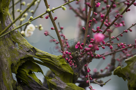 枝条摄影照片_杭州植物园风景白梅红梅枝条摄影图