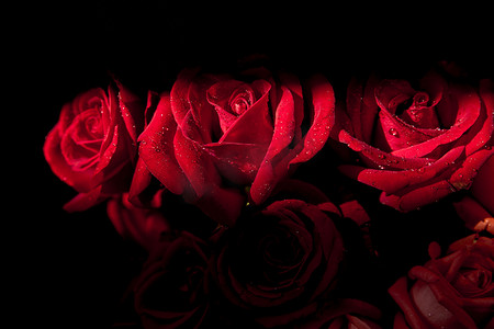 红玫瑰摄影图