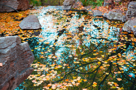 水面落叶深秋摄影图