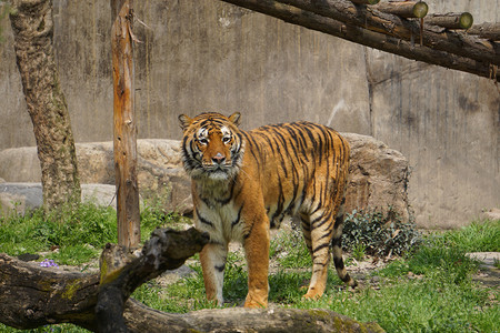 动物园老虎摄影照片_动物园站着老虎摄影图