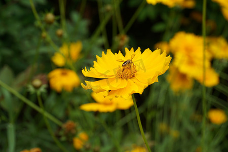 蜜蜂摄影图