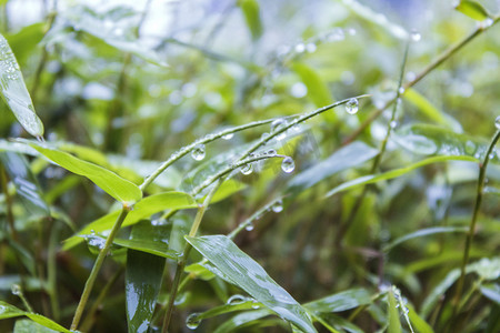 绿叶水珠摄影照片_绿叶上水珠雨景摄影图