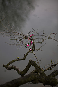 性孔梅花摄影照片_杭州植物园风景红梅水边