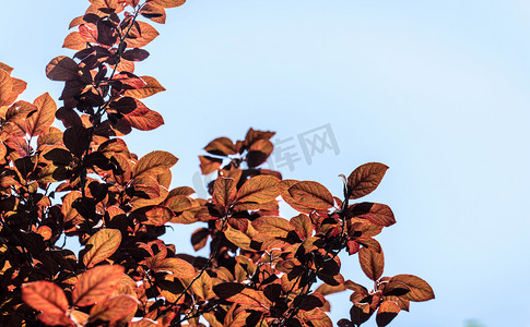 红李树树枝树叶摄影图