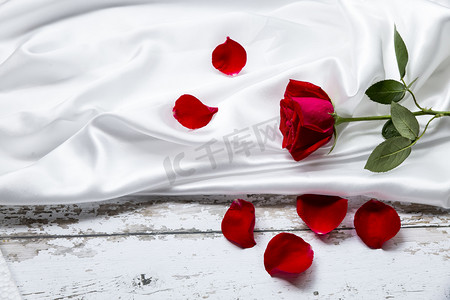 丝绸红玫瑰摄影图