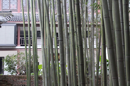 翠竹摄影照片_古风楼台前成片翠竹特写自然风景摄影图