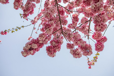 春天桃花朵朵繁花盛开11