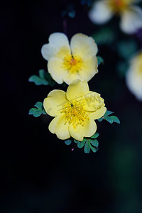 盛开黄玫瑰花摄影图
