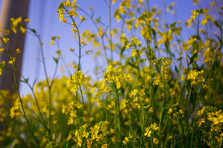 春天时刻油菜花开放自然风景摄影图
