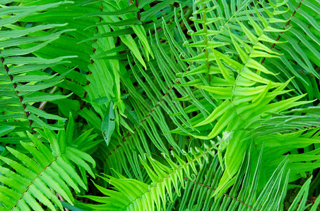 绿背景摄影照片_小清新绿色植物摄影
