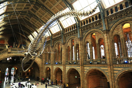 博物馆的恐龙化石摄影图