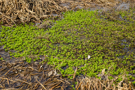 绿色苔藓摄影图