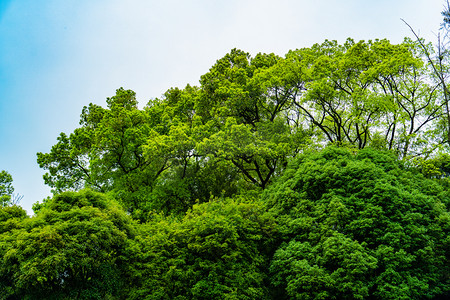 森林装饰植物边框摄影照片_森林树丛天空一角摄影图