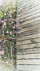 木质道路旁桃花树摄影图