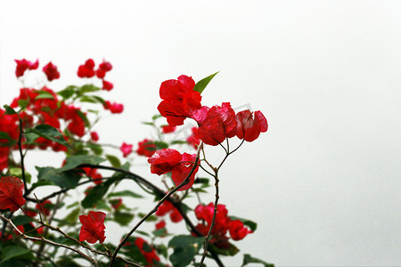 红色鲜艳三角梅杜鹃花摄影图