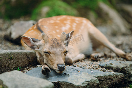鹿摄影照片_日本奈良公园里睡觉小鹿摄影图