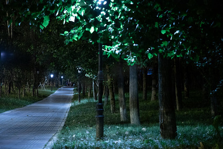 夜晚树木道路摄影图