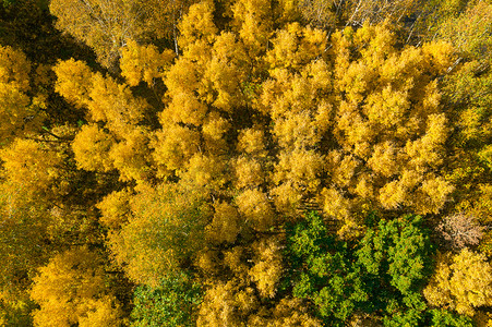 千库网金色弧形曲线元素摄影照片_秋季黄绿相间特色森林摄影图
