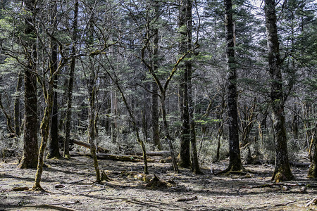 自然风光青山森林古树摄影图
