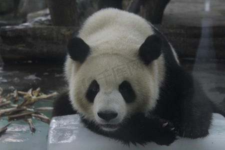 大熊猫logo摄影照片_可爱大熊猫摄影图
