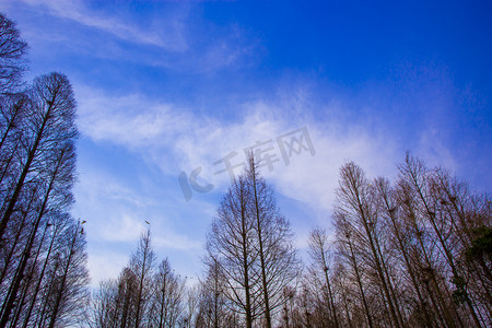 春天树林蓝天树木自然风景摄影图