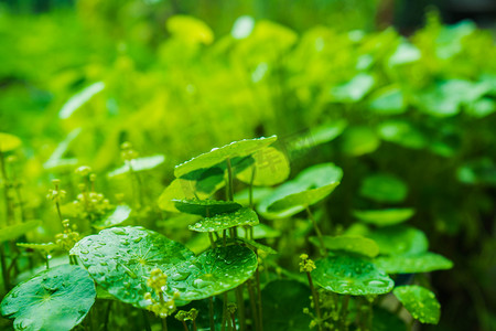 清明芹菜摄影照片_大雨过后植物摄影图