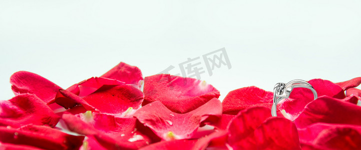 520玫瑰花瓣摄影照片_玫瑰花摄影图