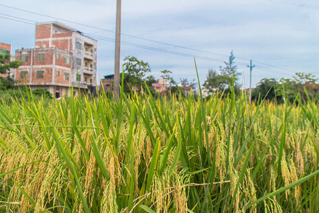 农村水稻摄影图