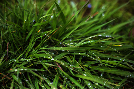 雨后野外植物绿叶上水珠摄影图